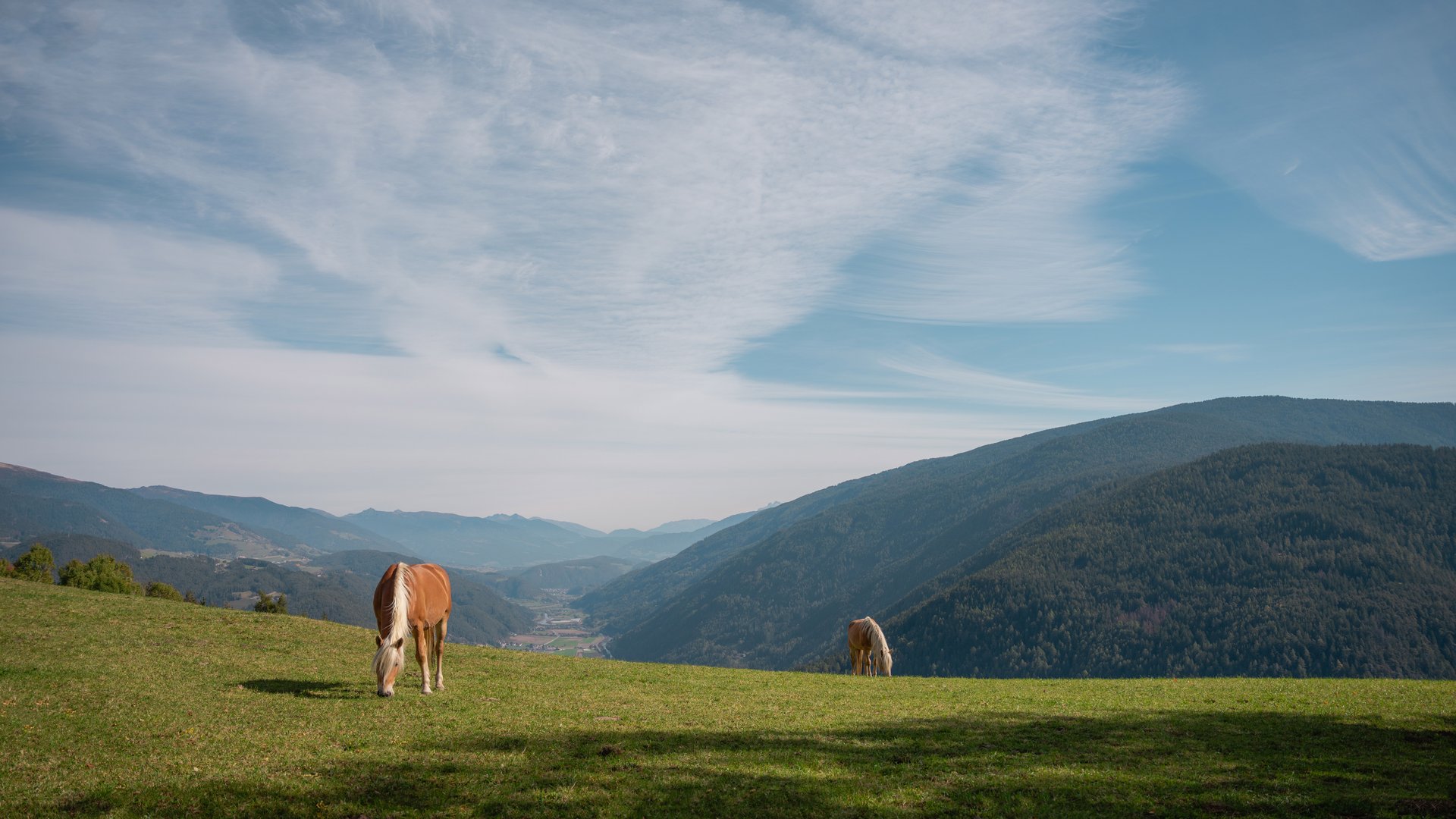Blonde mane, splendid appearance Blonde mane, splendid appearance