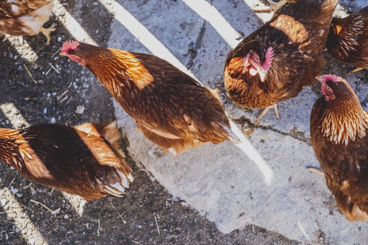 Huberhof „green deal“ for future. Unser Nachhaltigkeitskonzept im Panoramahotel Huberhof. Huberhof „green deal“ for future. Unser Nachhaltigkeitskonzept im Panoramahotel Huberhof.